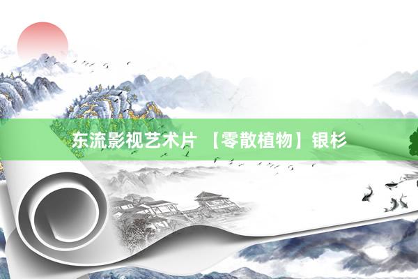 东流影视艺术片 【零散植物】银杉
